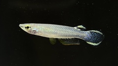 Aplocheilus panchax