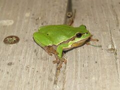 Hyla arborea