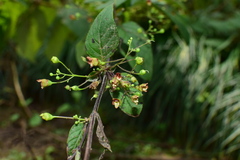 Scrophularia ningpoensis