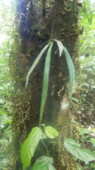 Antrophyum malgassicum