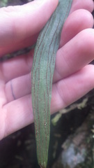 Antrophyum malgassicum