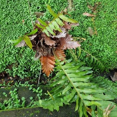 Drynaria quercifolia