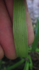 Antrophyum malgassicum