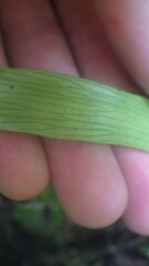 Antrophyum malgassicum