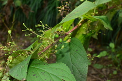 Scrophularia ningpoensis