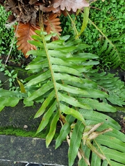 Drynaria quercifolia