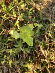 Ranunculus muricatus