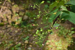 Scrophularia ningpoensis