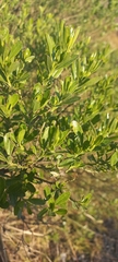 Baccharis heterophylla