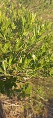 Baccharis heterophylla