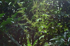 Gynostemma pentaphyllum