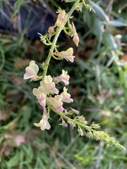 Linaria