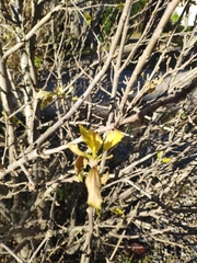 Forsythia viridissima