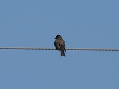 Tyrannidae