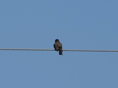 Tyrannidae