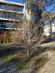 Forsythia viridissima