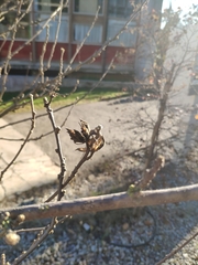 Forsythia viridissima