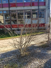 Forsythia viridissima