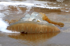 Catostylus tagi