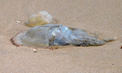 Catostylus tagi