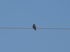 Tyrannidae