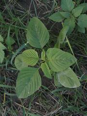 Amaranthus viridis