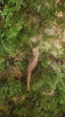 Brookesia tuberculata