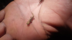 Brookesia tuberculata