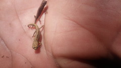 Brookesia tuberculata