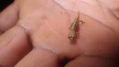 Brookesia tuberculata