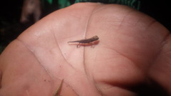 Brookesia tuberculata