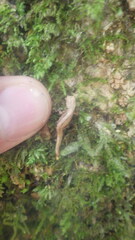 Brookesia tuberculata