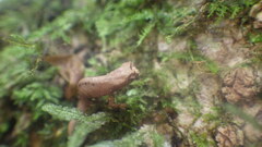 Brookesia tuberculata