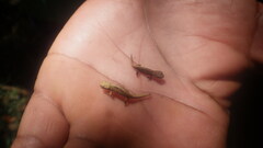 Brookesia tuberculata