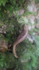 Brookesia tuberculata