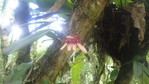 Bulbophyllum image