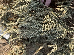 Halocnemum strobilaceum