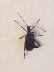 Leptoglossus corculus