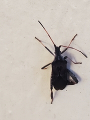 Leptoglossus corculus