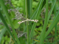 Platyptilia