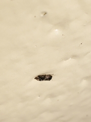 Pachypsylla celtidisvesicula