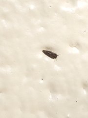 Pachypsylla celtidisvesicula