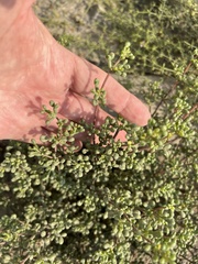 Zygophyllum qatarense