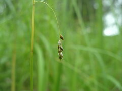 Carex capillaris