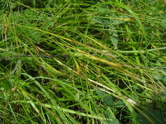 Carex capillaris