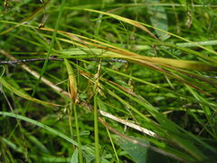 Carex capillaris