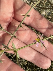 Zygophyllum indicum