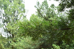 Podocarpus macrophyllus