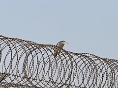 Nycticorax nycticorax