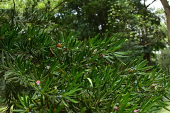 Podocarpus macrophyllus